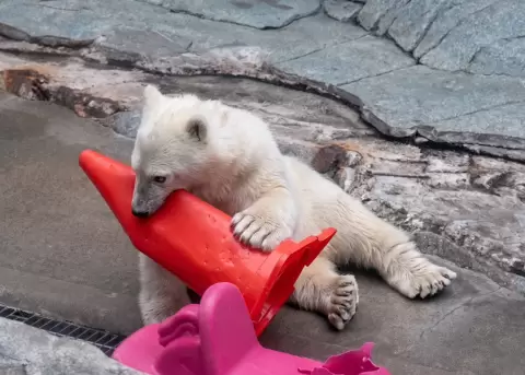Un oso polar se vuelve viral por su juego con conos de tr�nsito.