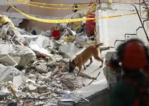 Un perro de rescate participa en una jornada de b�squeda en una zona afectada por el terremoto este mi�rcoles, en Cali (Colombia).