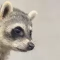 Un peque�o mapache lucha por sobrevivir tras ser separado de su madre en Macas