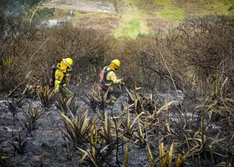 El incendio forestal registrado en el sector de Rayocucho, en Calacal�, dej� m�s de 250 hect�reas de vegetaci�n afectadas.