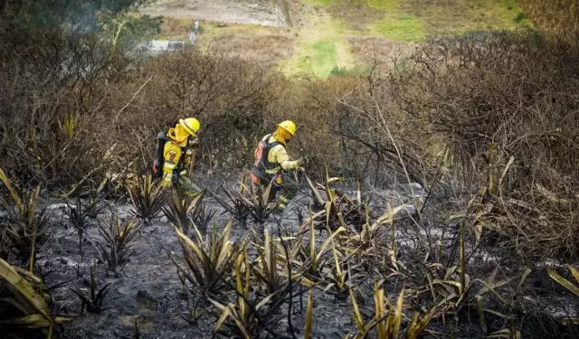 El incendio forestal registrado en el sector de Rayocucho, en Calacal�, dej� m�s de 250 hect�reas de vegetaci�n afectadas.