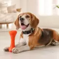 Las señales de los perros que todo tutor debería conocer