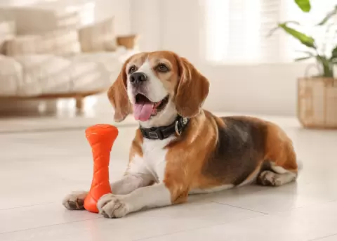 Aprender a leer al perro permite prevenir conflictos y fortalecer v�nculos.