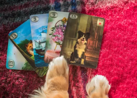 �Quieres saber qu� le pasa o qu� siente tu mascota?, el pet tarot puede ayudarte a descubrirlo.