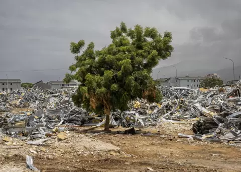 Un �rbol en medio de escombros de viviendas afectadas por los terremotos del 24 junio en Catia La Mar (Venezuela)