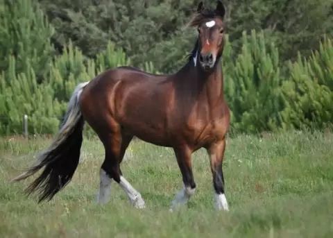 Mar�a Emilia Moncayo busca resaltar a los caballos a trav�s de su nuevo libro fotogr�fico.