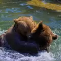Una familia de osos hicieron de una piscina su nuevo hogar