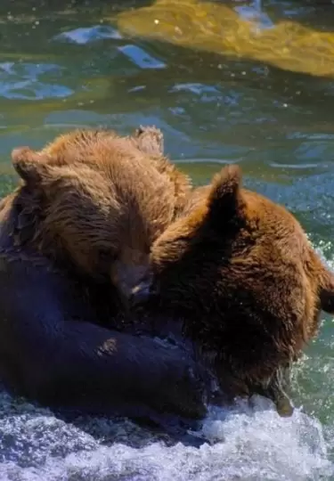 Una familia de osos visita regularmente una casa y disfruta de su piscina.