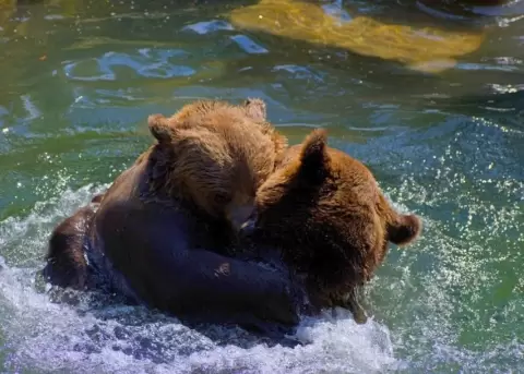 Una familia de osos visita regularmente una casa y disfruta de su piscina.