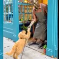 ¡Un saludo lleno de ternura! Un perro le da la pata a una estatua