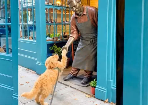 Un perrito conmovi� las redes por su tierno gesto lleno de ternura.