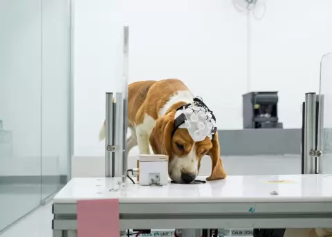 �Los perritos pueden detectar el c�ncer?.