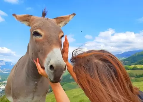 Los burros como terapia han ayudado de manera positiva a varios pacientes.