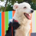 Tsunami, el perrito que rescat� vidas en el terremoto de Venezuela, tiene su propia estatua