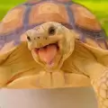 Una tortuga se vuelve viral por sus expresiones faciales
