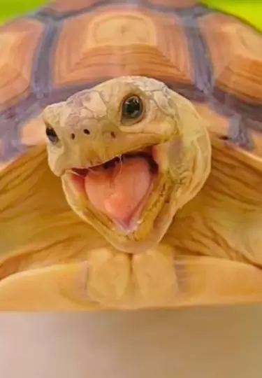 Pongpong es una tortuga muy feliz y consentida.