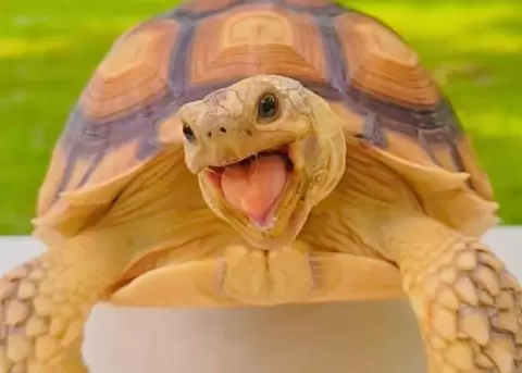 Pongpong es una tortuga muy feliz y consentida.