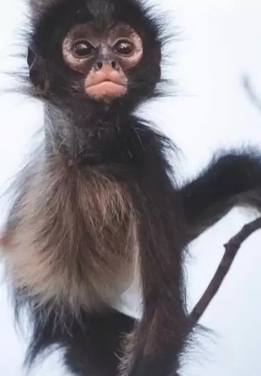 Fernando O'Farrill muestra la vida animal en su esencia, mezclando belleza y admiraci�n.