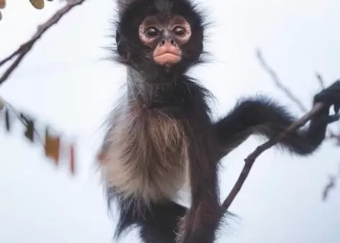 Fernando O'Farrill muestra la vida animal en su esencia, mezclando belleza y admiraci�n.