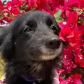 Kalli, la perrita viral que siempre parece sonreír