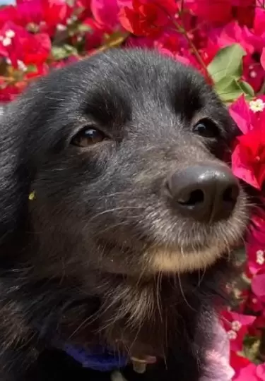 Kalli es una perrita que ama las buganvillas y sonr�e todo el tiempo.