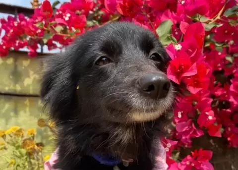 Kalli es una perrita que ama las buganvillas y sonr�e todo el tiempo.