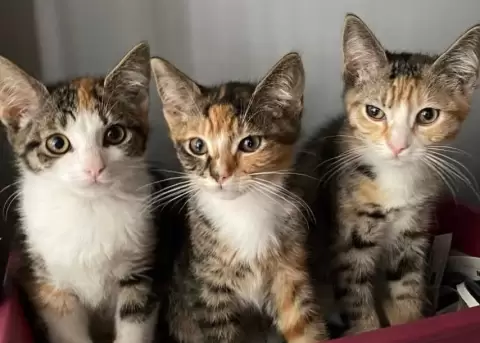 De Poezenboot es un hogar para gatos que esperan ser adoptados.