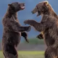 Estos son los finalistas de los Nikon Comedy Wildlife Awards 2026