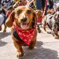 La 'Paris Sausage Walk' reuni� a miles de perritos salchicha por una causa solidaria