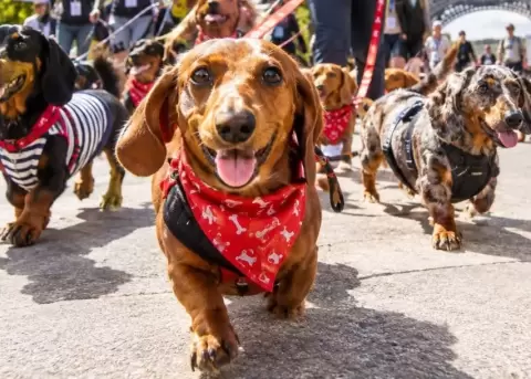 Perritos salchicha recorrieron las calles de Par�s.