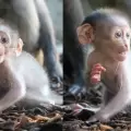 Nace en Bioparc Valencia una cría de mangabey de coronilla blanca, un primate en peligro de extinción