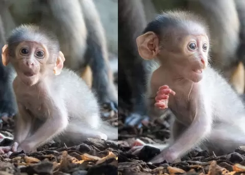 A pesar de ser poco conocido, este primate est� en peligro de extinci�n por la caza y la p�rdida de su h�bitat.