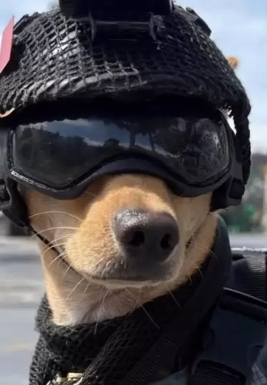 A Comando lo entrenan para labores de rescate y b�squeda.