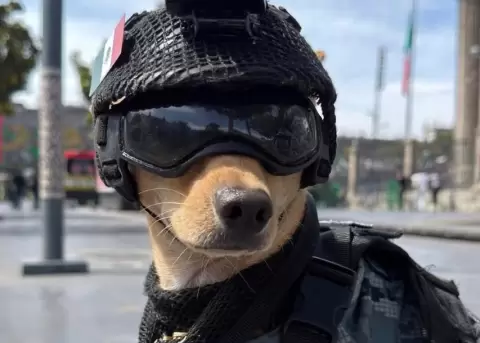 A Comando lo entrenan para labores de rescate y b�squeda.