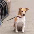 Espa�a proh�be mantener atados a perros y gatos en un punto fino