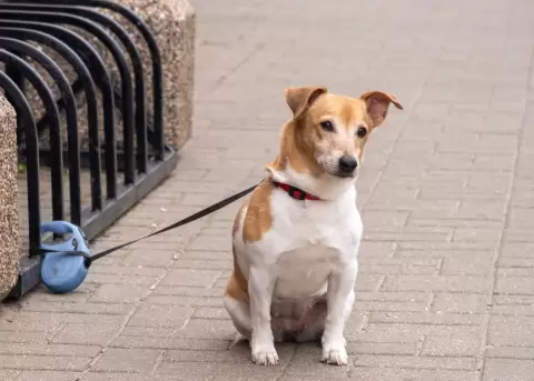 Espa�a impulsa la tenencia responsable de mascotas con multas para sus due�os.