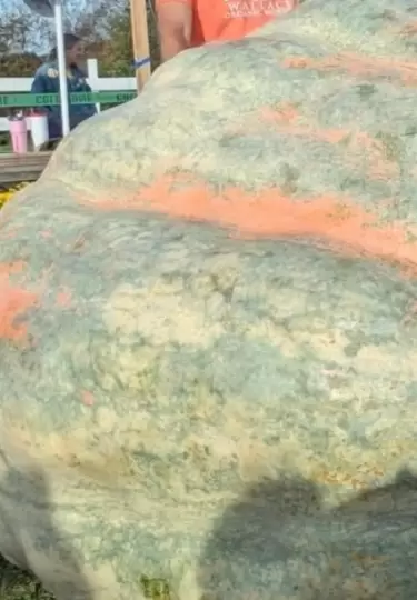 La calabaza tiene un peso equivalente a un rinoceronte blanco.
