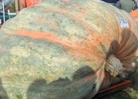 La calabaza tiene un peso equivalente a un rinoceronte blanco.
