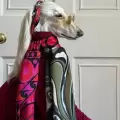Samantha, la perrita que conquistó las redes sociales por su estilo y elegancia