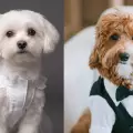 La moda nupcial para perros que cuesta m�s de 300 d�lares