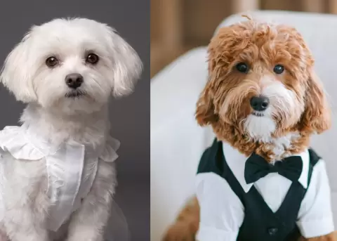 Una colecci�n nupcial para tu mejor amigo peludo.
