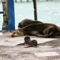Llega una nueva vida a Galápagos, nace una cría de lobo marino