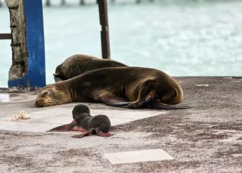 Nace una cr�a de lobo marino en Gal�pagos.