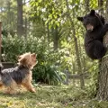Benny, el perrito que se viraliz� porque hizo trepar a un oso a un �rbol