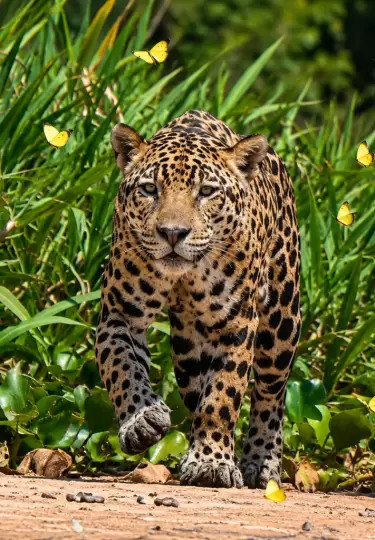 Un jaguar camina tranquilo rodeado de mariposas amarillas.