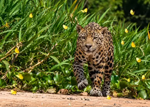 Un jaguar camina tranquilo rodeado de mariposas amarillas.