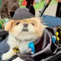 Nueva York se llen� de perritos disfrazados por Halloween