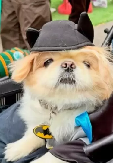 Los perritos se ve�an adorables en sus disfraces.