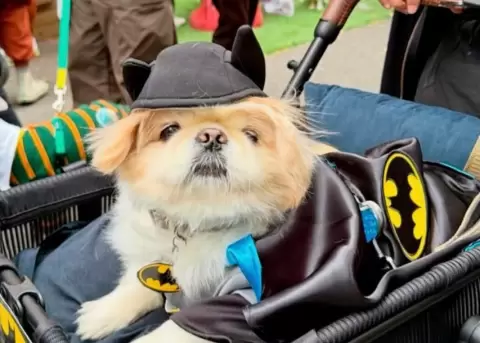 Los perritos se ve�an adorables en sus disfraces.
