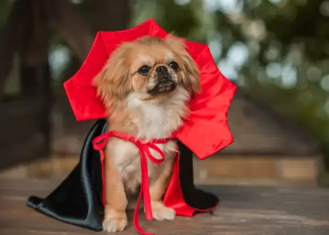 El disfraz debe ser c�modo para las mascotas.